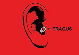 This is a picture depicting the tragus piercing. It is located on the firm piece of triangular cartiliage just outside of the ear canal, attached to the face.